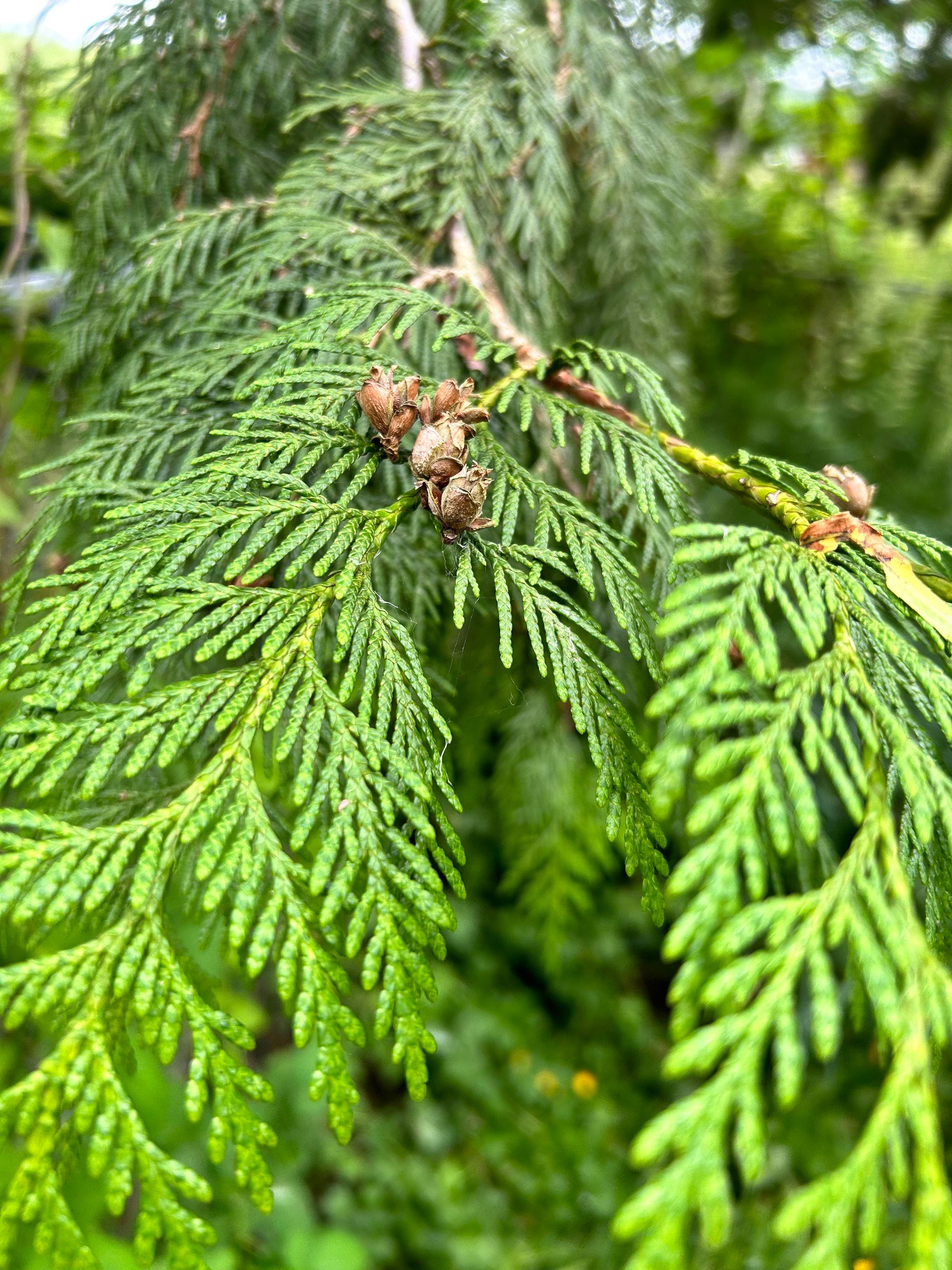 Cedar Scent