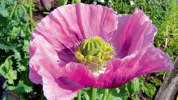 Opium Scent
