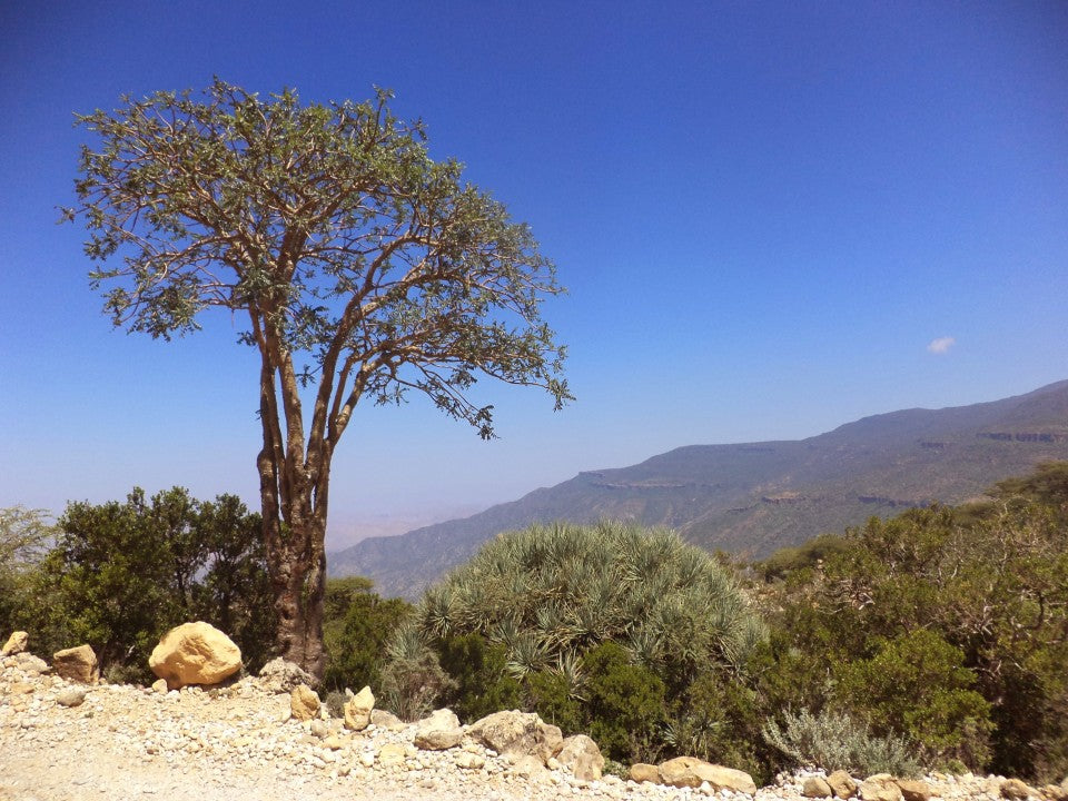 Frankincense Scent