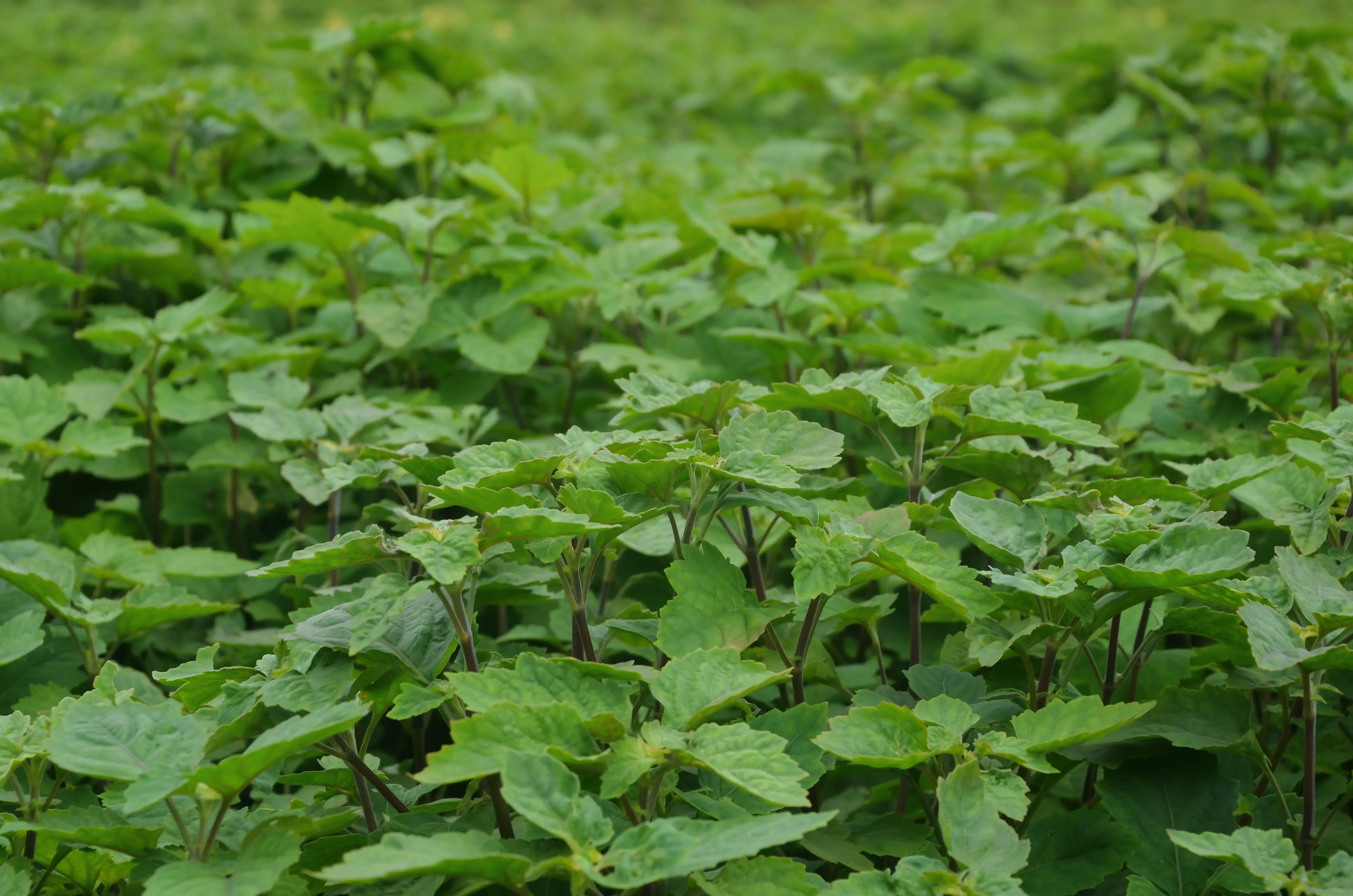 Patchouli Scent