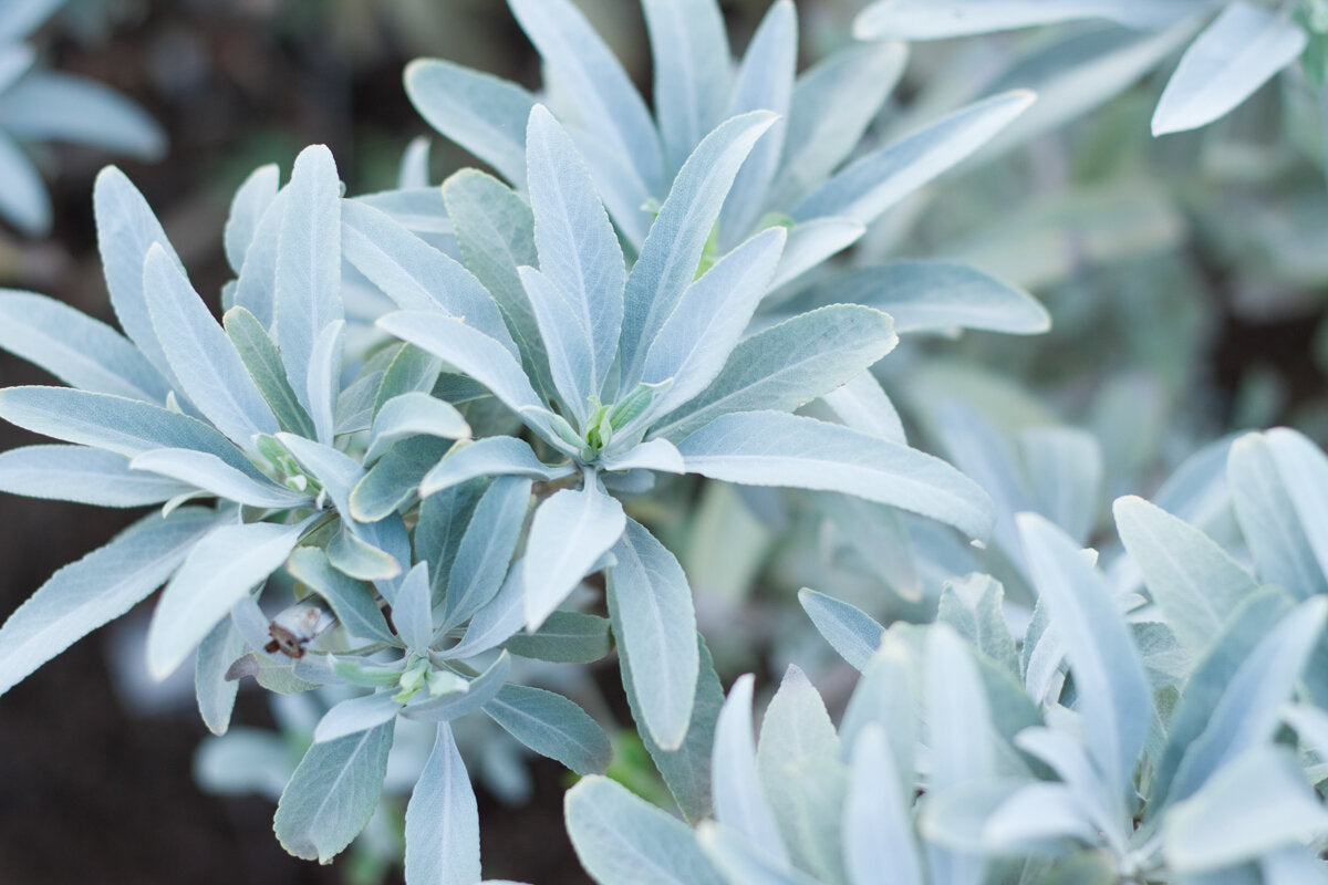 White Sage Scent