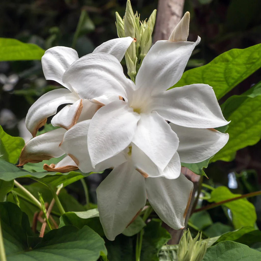 Jasmine Scent
