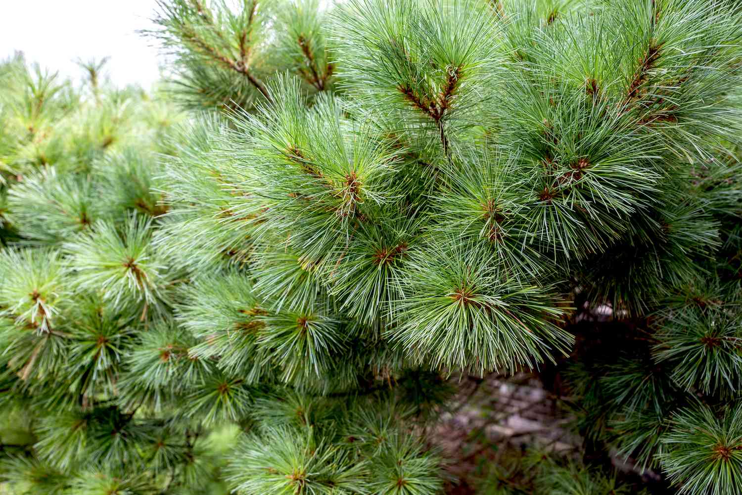 Pine Scent