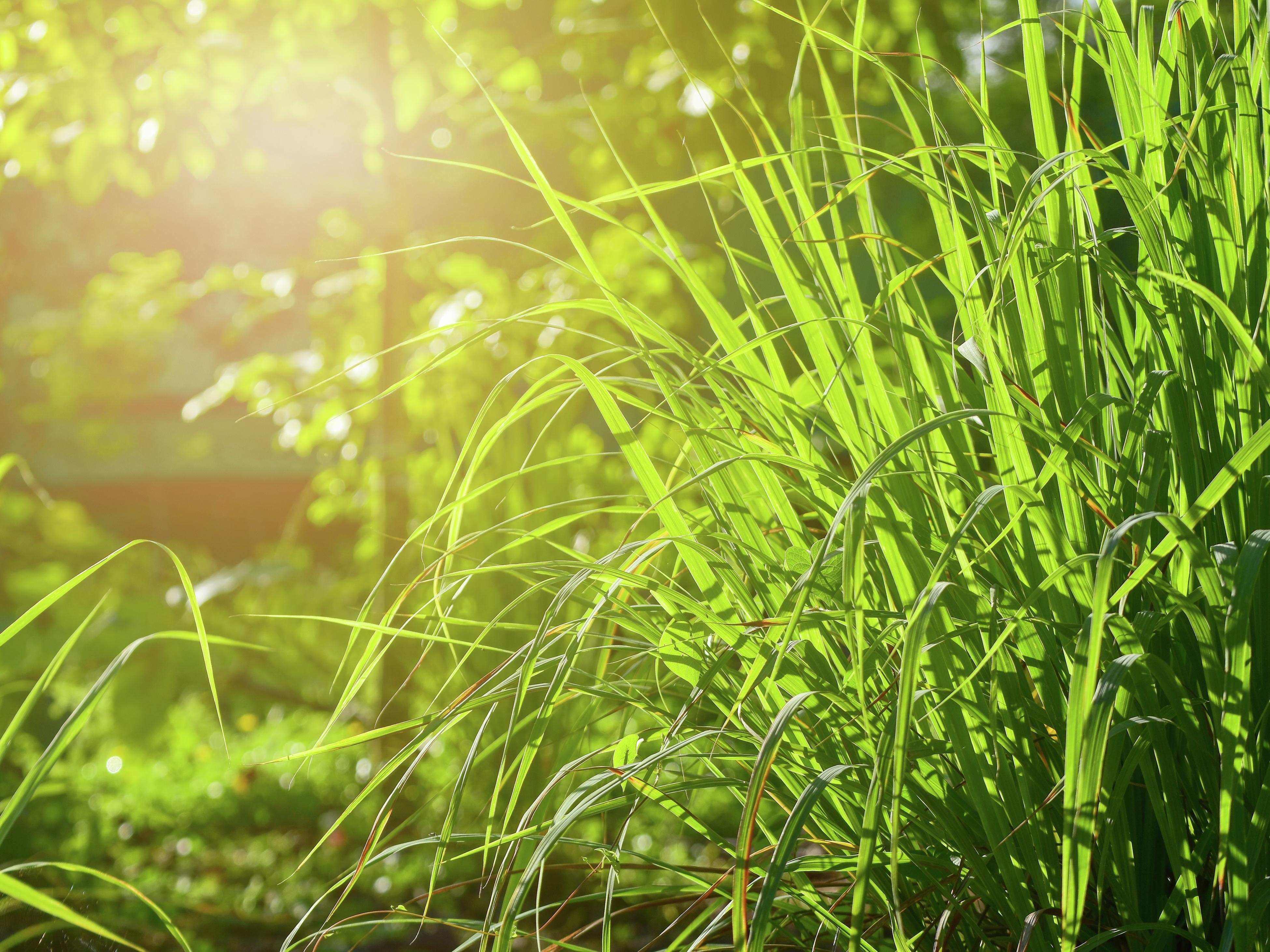 Citronella Scent