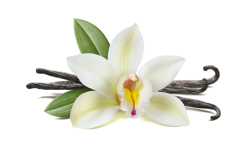 Vanilla Scent