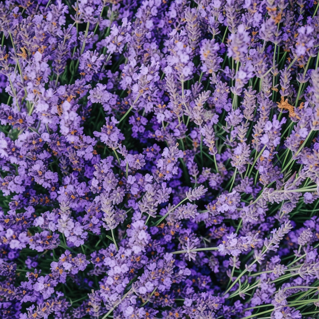 The Timeless Allure of Lavender Scents