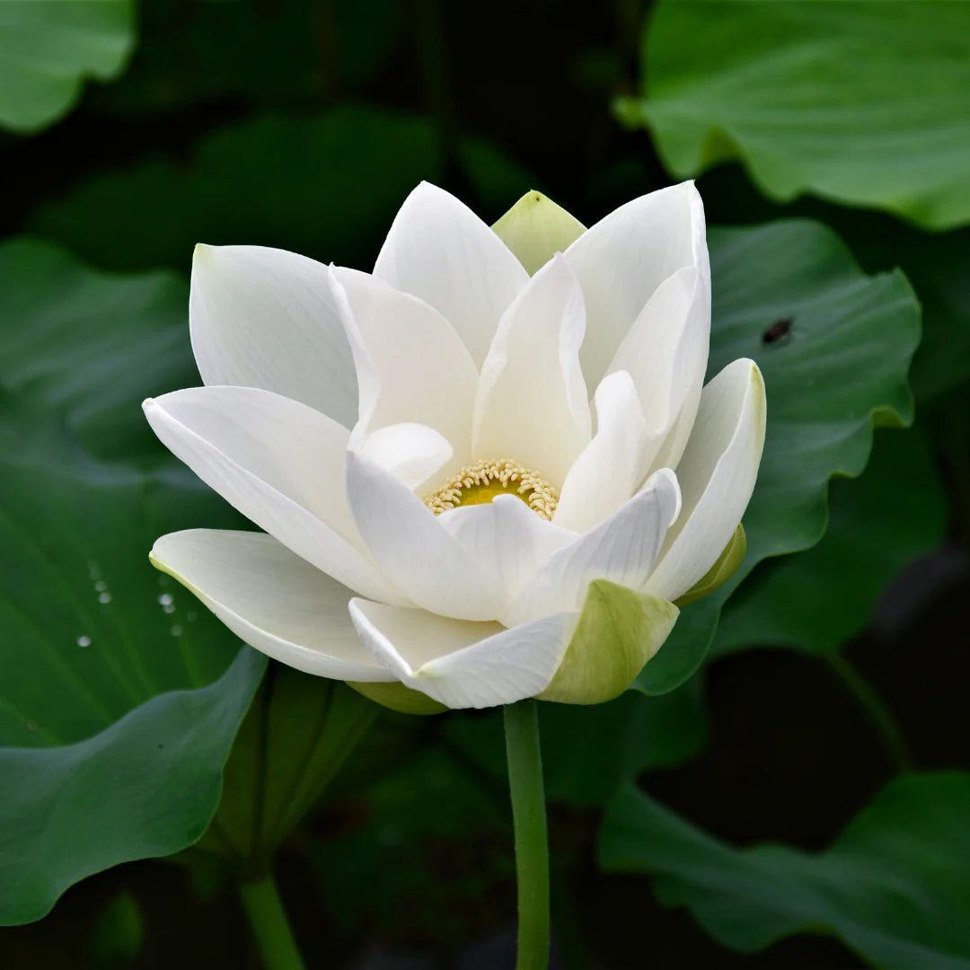 Lotus Scent
