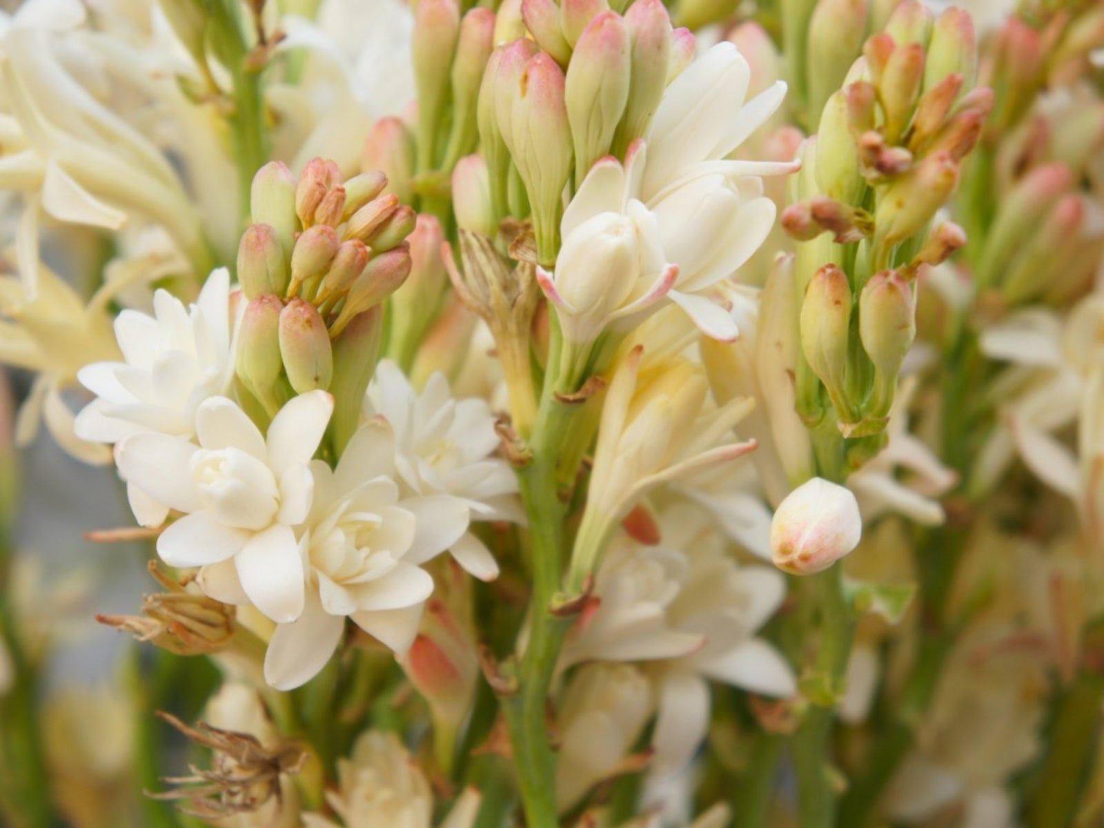 Tuberose Scent