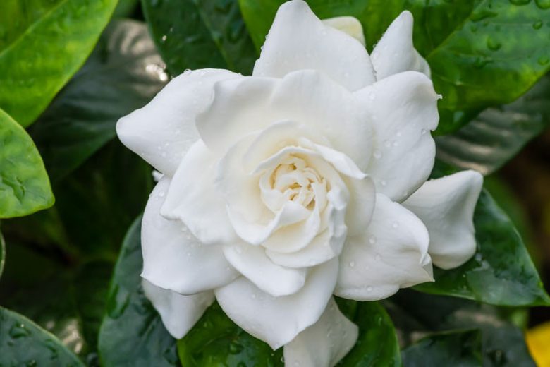 Gardenia Scent