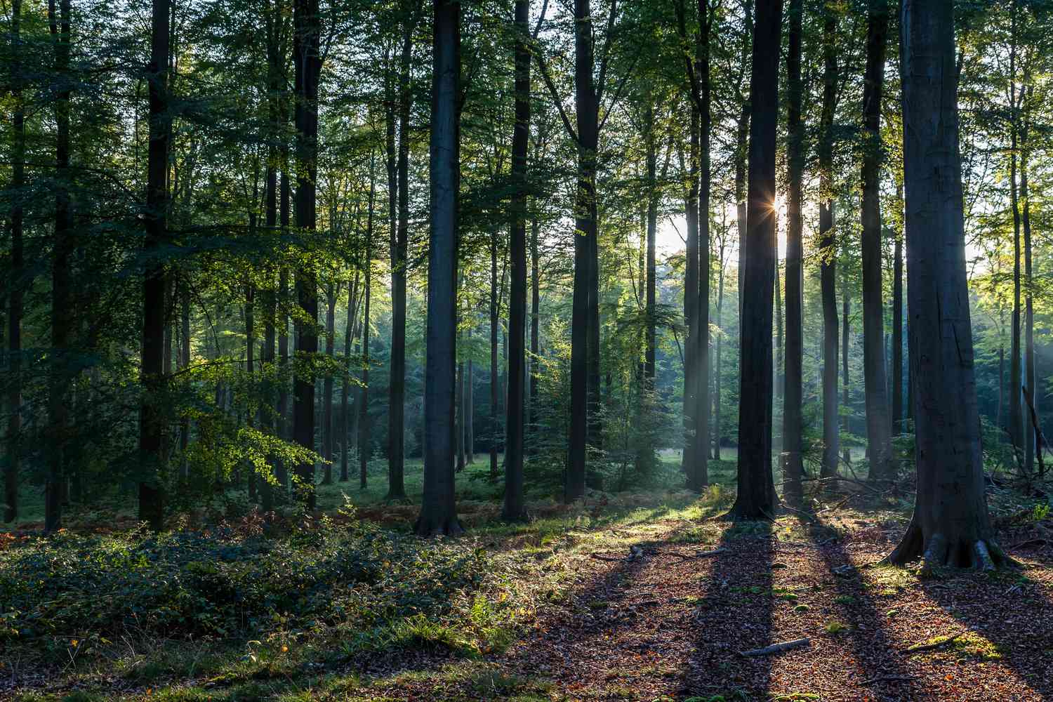 Forest Scent