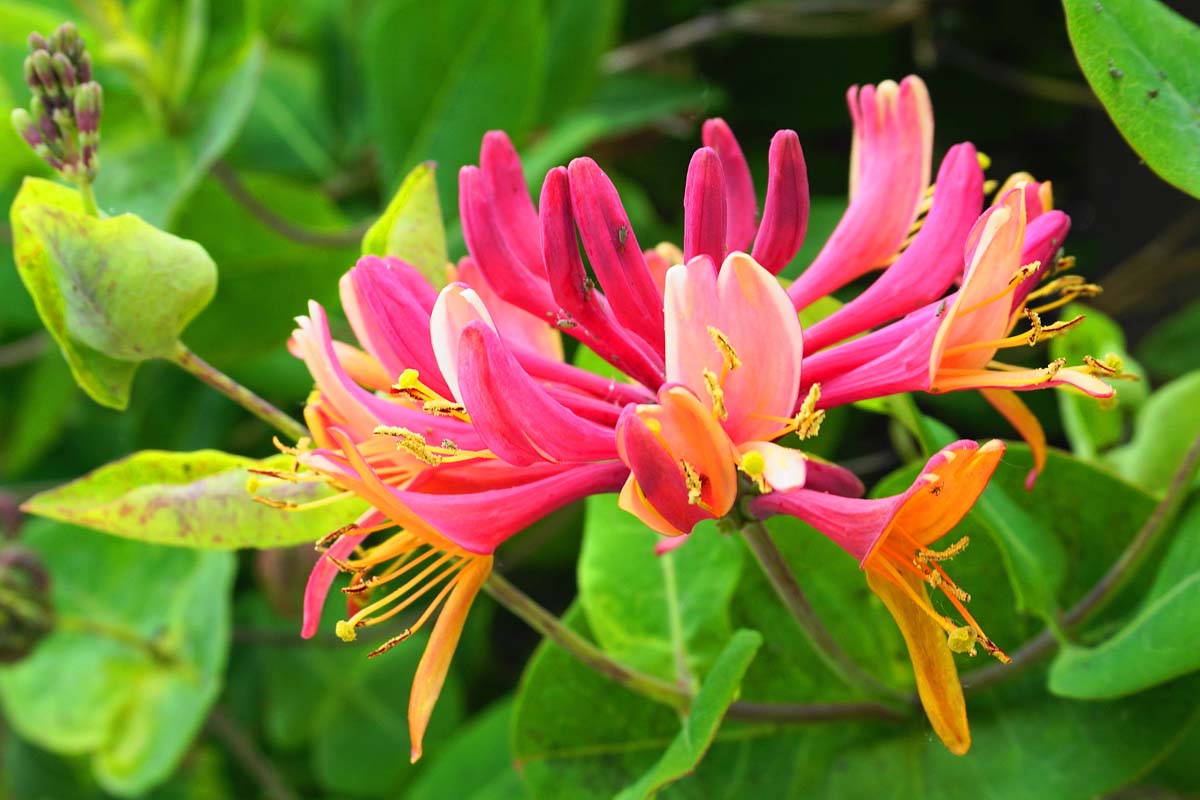 Honeysuckle Scent