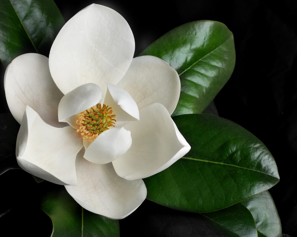 Magnolia scent