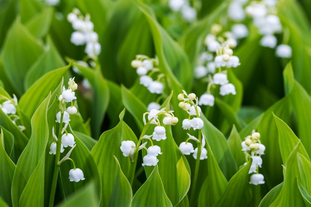 Lily of the Valley Scent