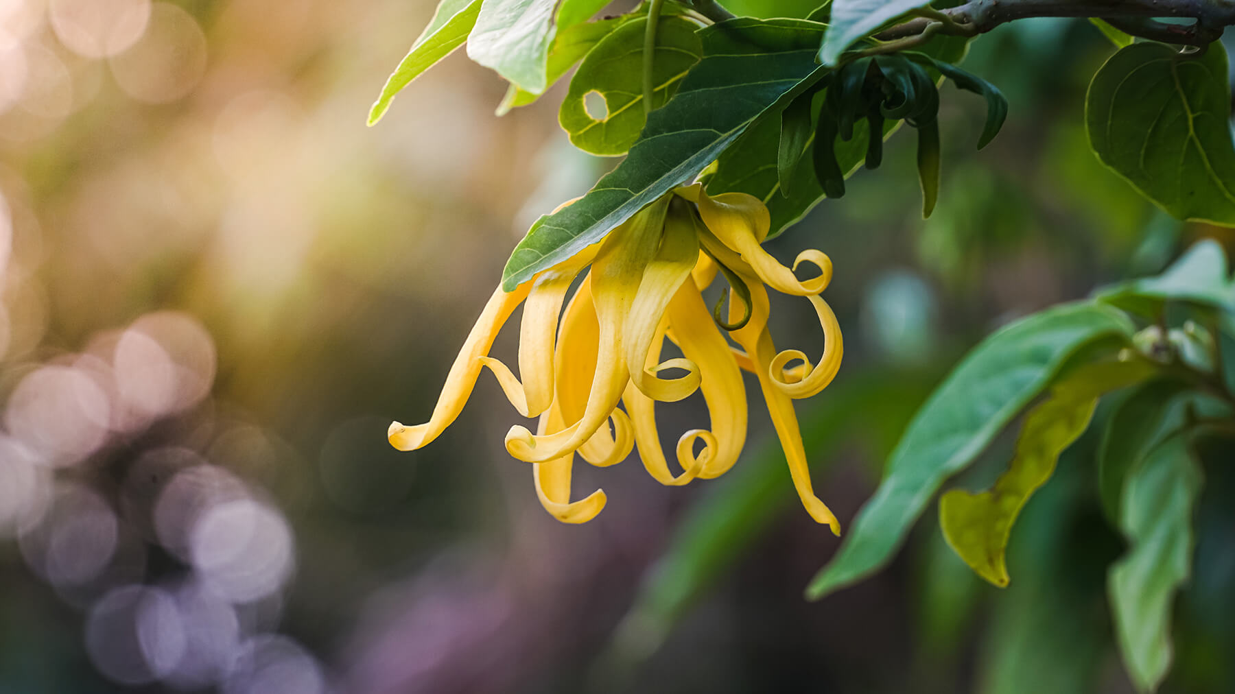 Ylang Ylang Scent